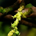 Female flowers, Excoecaria agallocha (Milky Mangrove) シマシラキ in Aeroglen <br />Canon KDX (400D) + EFS60 F2.8 + SPEEDLITE 380EX